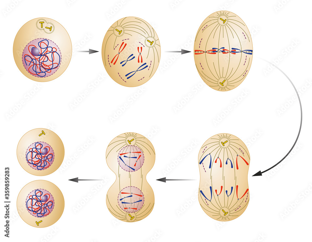 9. Жизнедеятельность клетки. Пасечник 5 кл Рабочая тетрадь