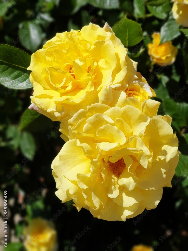 Beautiful yellow flowers Beautiful yellow flowers