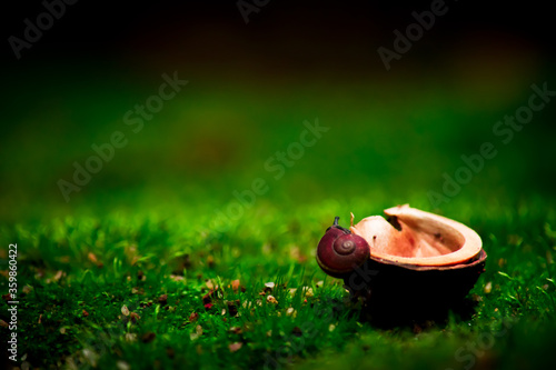 a snail on a rubber seed cover