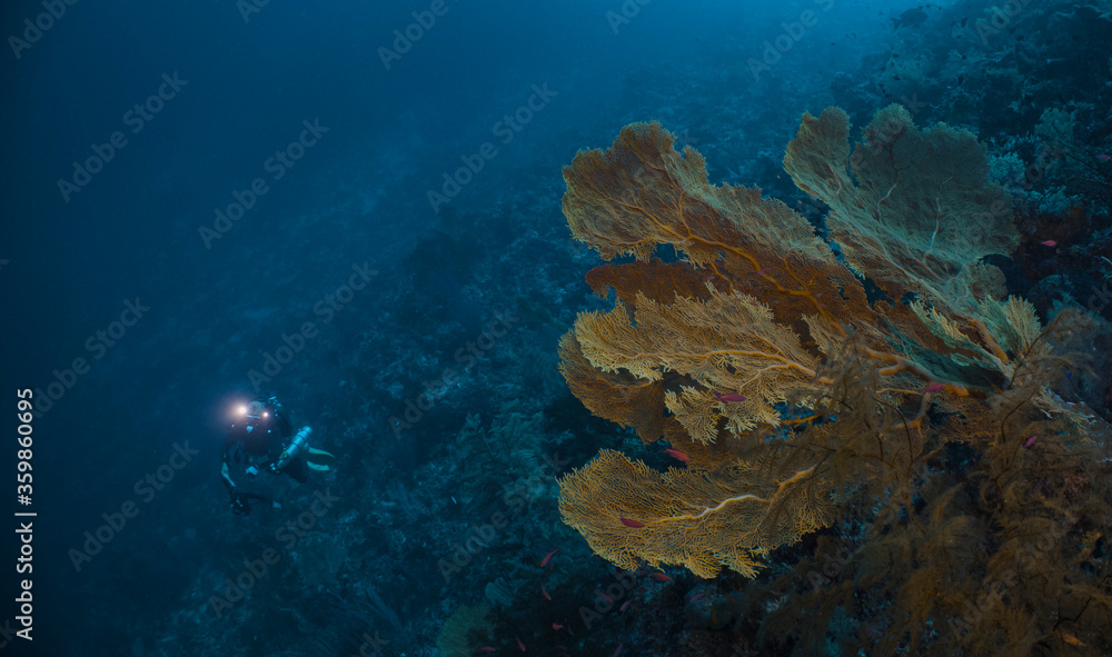 Fototapeta premium Rebreather diving explores deep underwater reef