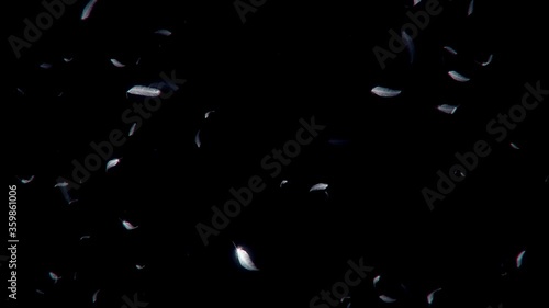 Loop background of flying feathers