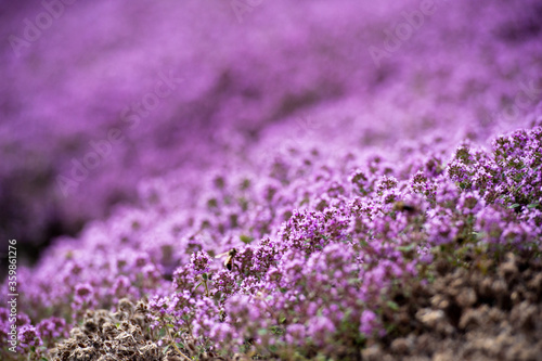 Honey bee on Flowering thyme in the summer garden. Thymus vulgaris Faustini plant. Italian Thyme blossom. Flowering Thyme in herb garden. Thyme Lila Flowers, macro closeup banner