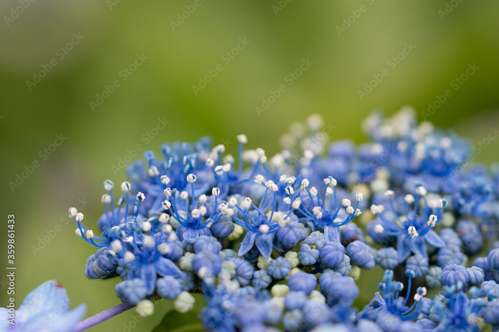 木漏れ日と紫陽花の花　千葉県　日本