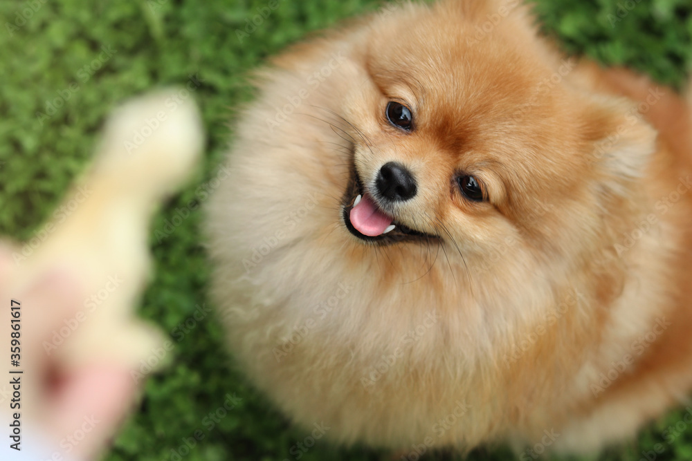 Pomeranian spitz. Cute fluffy charming red-haired .Pomeranian Spitz grass in the park. Walk with dog on a sunny day. Pomeranian spitz. Cute fluffy charming red-haired .Pomeranian Spitz grass in the park. Walk with dog on a sunny day.
