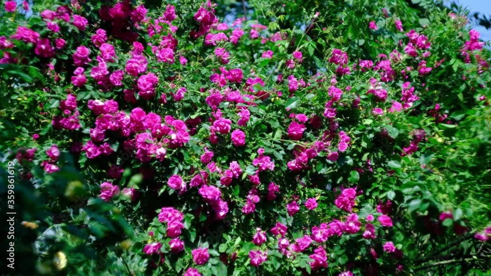 Large rose bushes on a hot summer day. Abundant flowering of flowers Large rose bushes on a hot summer day. Abundant flowering of flowers
