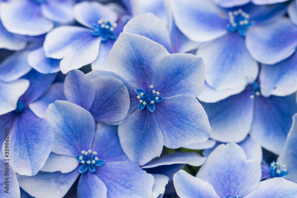 木漏れ日と紫陽花の花 千葉県 日本 木漏れ日と紫陽花の花 千葉県 日本