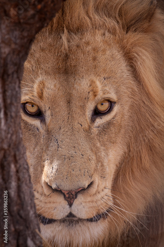Vertical portrait close up of lion s face looking straight at camera in Kruger Park South Africa