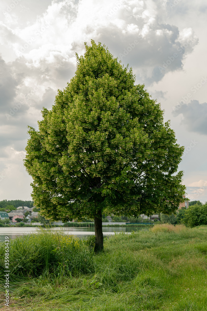 A beautiful big and green lime-tree (basswood, linden) near the lake A beautiful big and green lime-tree (basswood, linden) near the lake