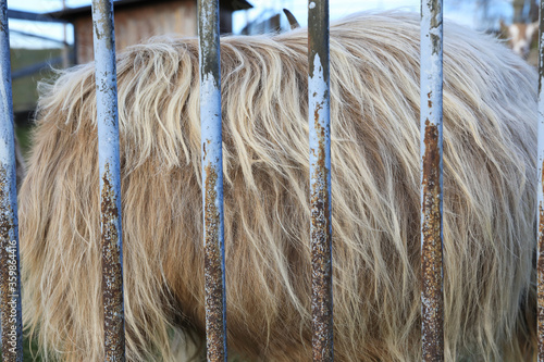 Domestic goat behind a fence photo