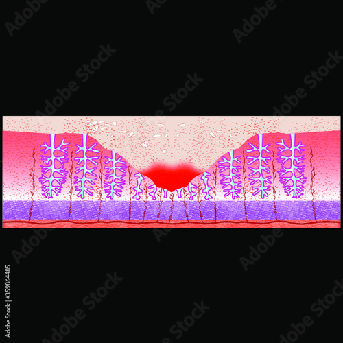 Female sexual cycle vector illustration graphic diagram with menstruation and ovulation chart and uterus visualizations.