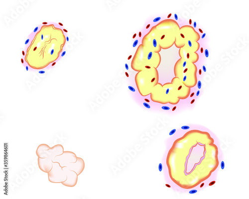 Ovulation chart. Female menstrual cycle