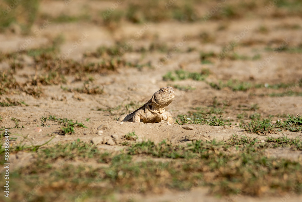 Spiny tailed lizards or Uromastyx in tal chhapar sanctuary rajasthan india Spiny tailed lizards or Uromastyx in tal chhapar sanctuary rajasthan india