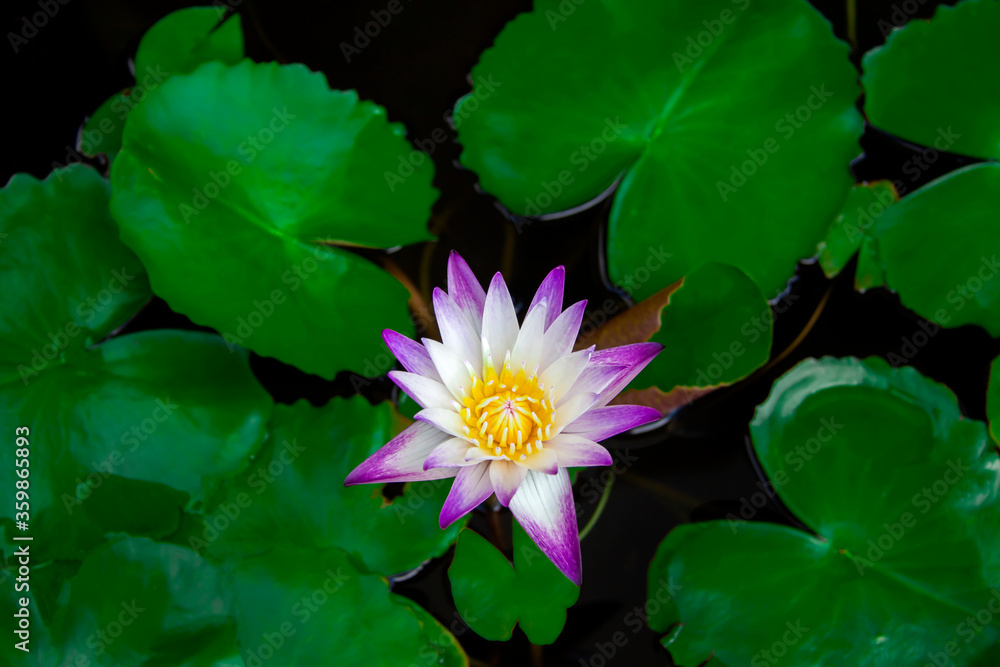 Beautiful white-purple lotus flowers with water droplets on the petals that blossom in the pond and the green lotus leaf around Beautiful white-purple lotus flowers with water droplets on the petals that blossom in the pond and the green lotus leaf around