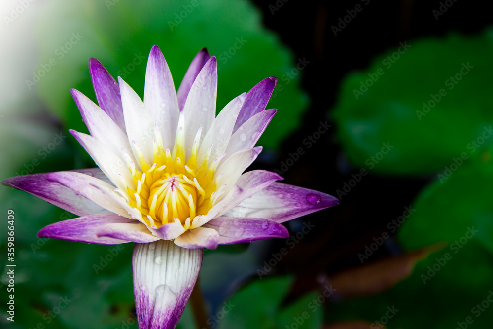 Beautiful white-purple lotus flowers with water droplets on the petals that blossom in the pond and the green lotus leaf around Beautiful white-purple lotus flowers with water droplets on the petals that blossom in the pond and the green lotus leaf around