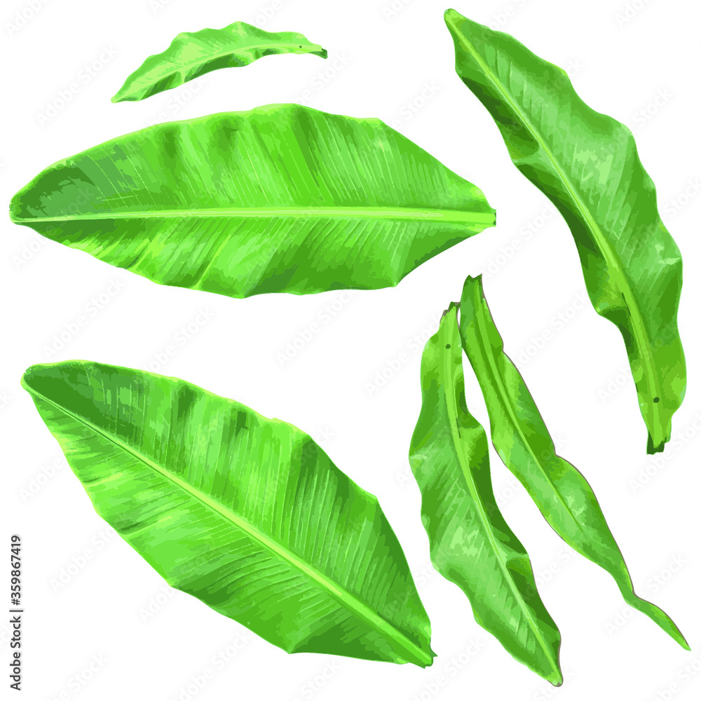 Obraz premium green leaf isolated