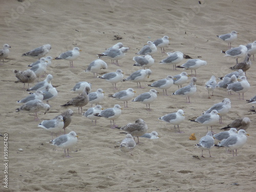 Strandläufer