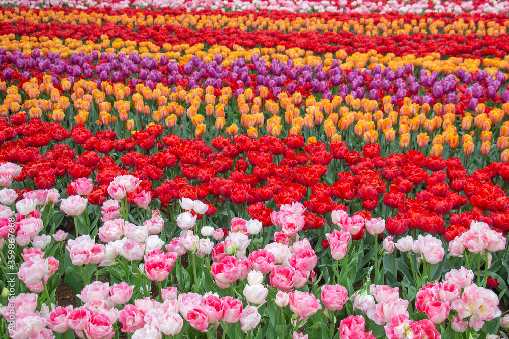 Tulip fields colourful springtime Netherlands