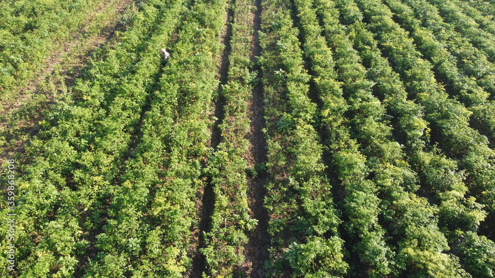 aerial view of fields of chili that form a pattern