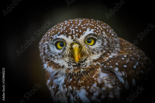 Isolated Pearl Spotted Owlet portrait 
