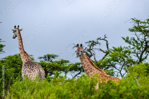 Photography giraffe in the savannah