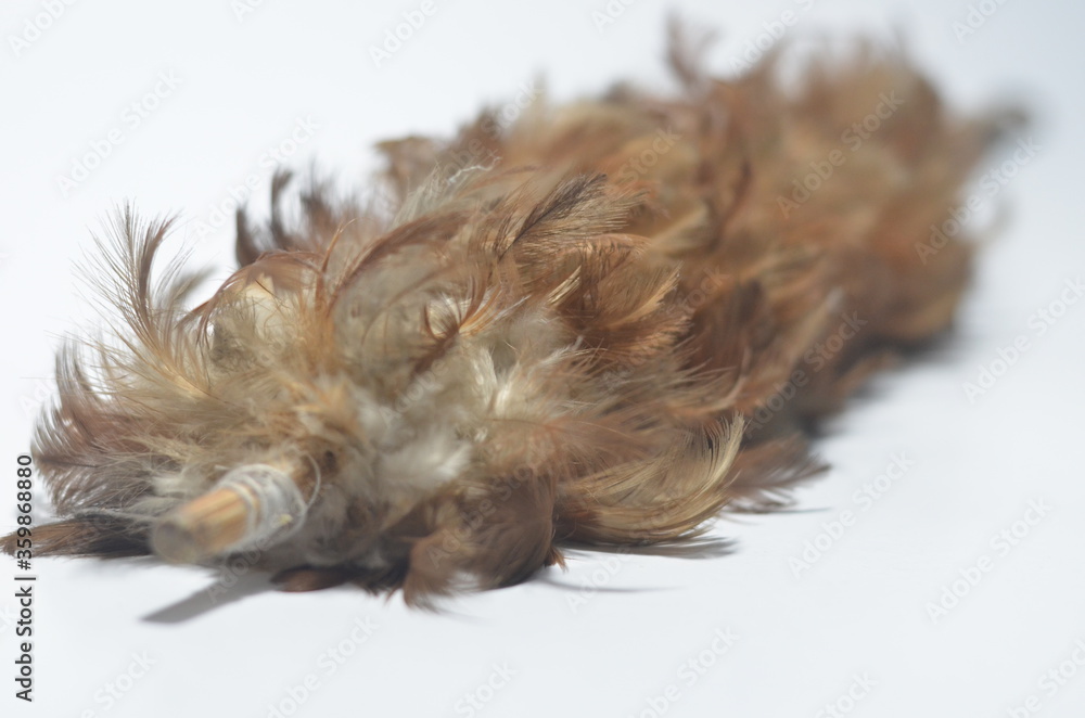 Cleaning: Feather Duster Isolated on White Background Cleaning: Feather Duster Isolated on White Background