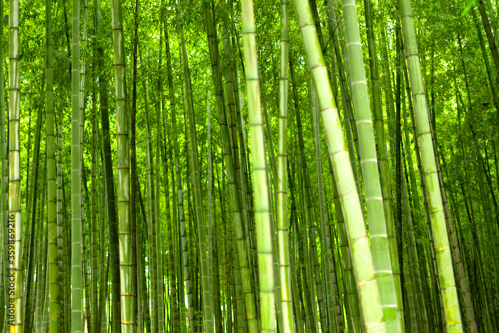 Naklejka premium 竹林