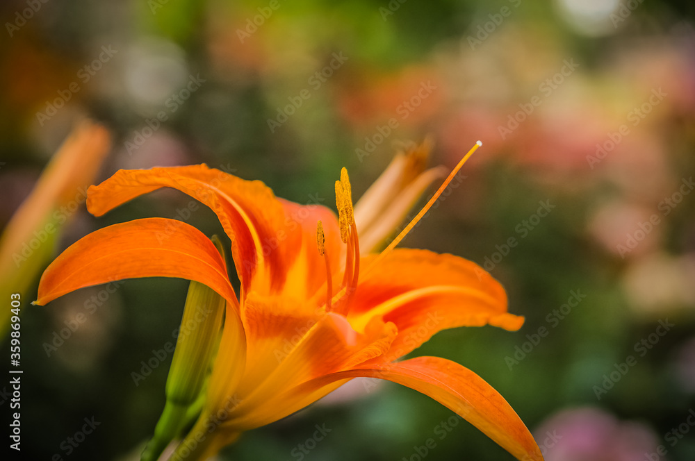 Obraz premium orange tiger lily