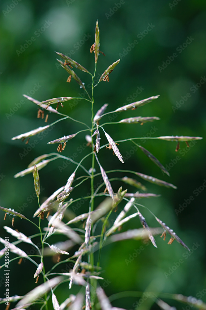 small flowers of a cereal plant in summer small flowers of a cereal plant in summer