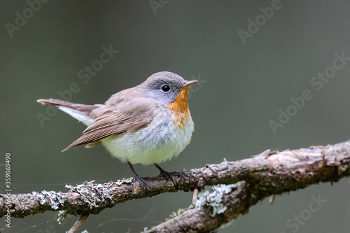 Red-breasted Flycatcher © Risto