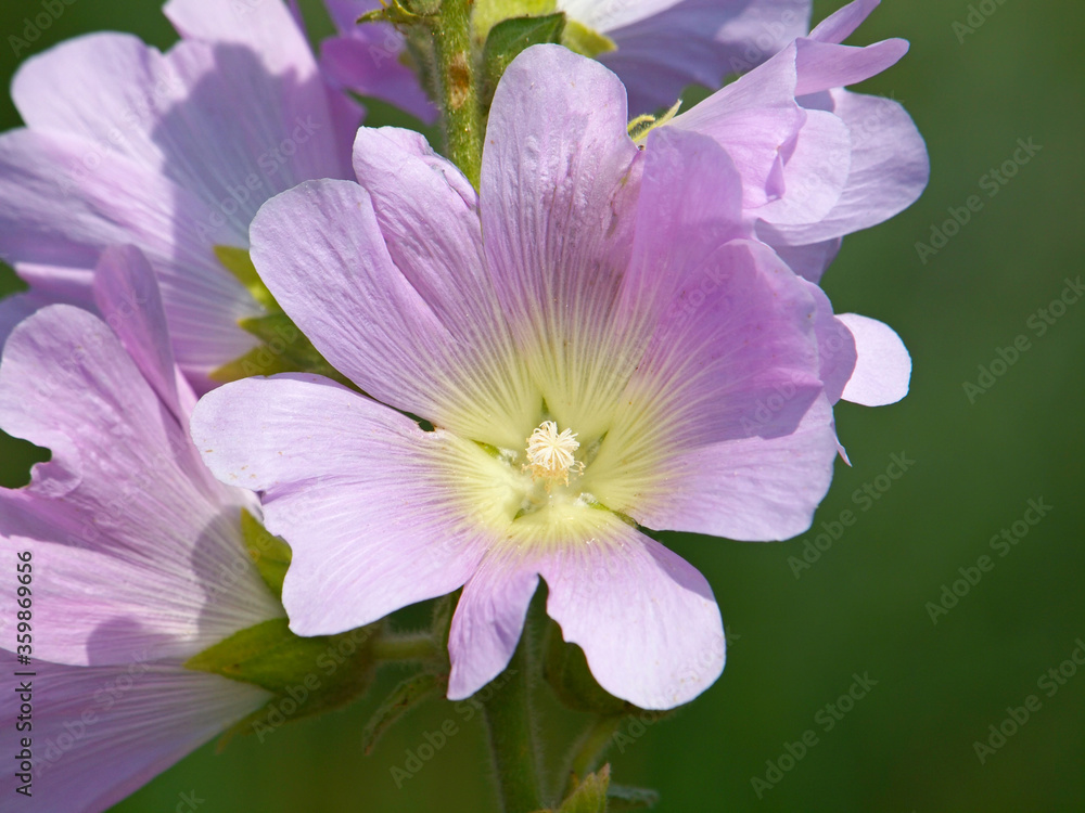 Pink flower of Greater musk-mallow or vervain mallow. Malva alcea Pink flower of Greater musk-mallow or vervain mallow. Malva alcea