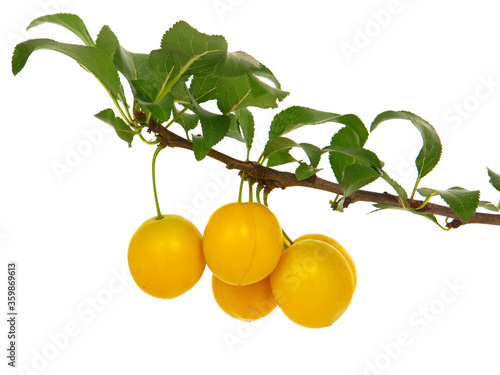 Plum branch with ripe fruits, isolated on white. Yellow mirabelle, Prunus cerasifera