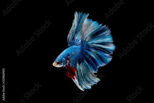 blue fish.Multi color fighting fish.motion of siamese betta fish isolated on black background.