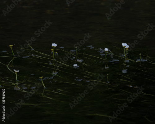 バイカモ(北海道恵庭市の茂漁川) / Batrachium nipponicus (Moizari River in Eniwa City, Hokkaido) photo