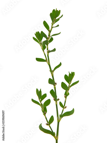 Knotgrass isolated on white background, Polygonum aviculare