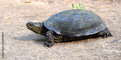 The European pond turtle (Emys orbicularis), also called commonly the European pond terrapin and the European pond tortoise in nature.