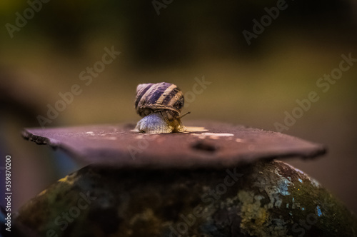macro of a snail