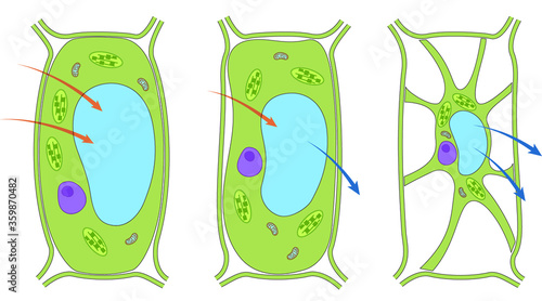 Osmosis in Plant Cell