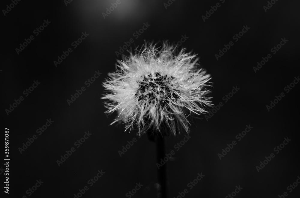 Dandelion in black and white tones.