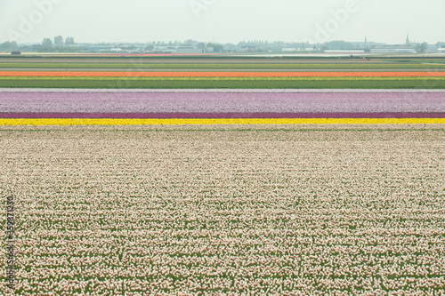 Colourful tulip fields Netherlands Holland