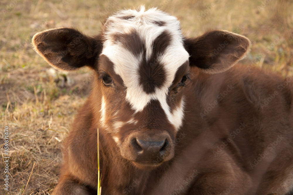 Portrait of a cute brown calf cow cub laying in dried grass during warm light sunset Portrait of a cute brown calf cow cub laying in dried grass during warm light sunset