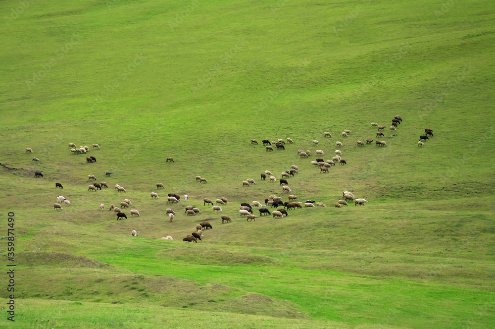 Flock of sheeps grazing at the green field, Aerial view 