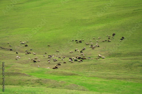 Flock of sheeps grazing at the green field, Aerial view 