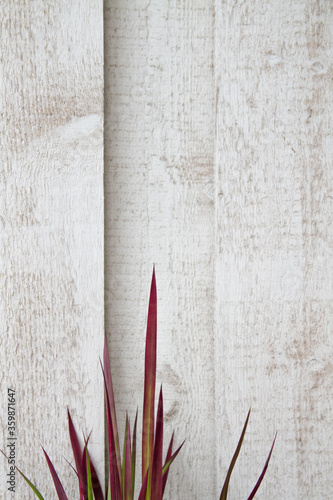 Background: Wood and Japanese Blood Grass Imperata cylindrica (Red Baron) - vertical