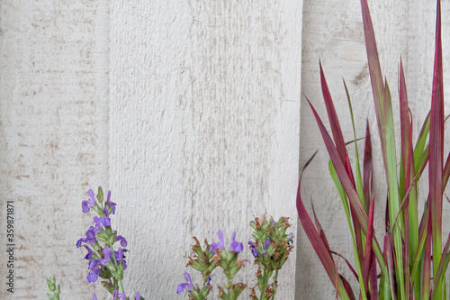 Background  Wood  blooming sage  Salvia officinalis  and Japanese Blood Grass Imperata cylindrica  Red Baron 