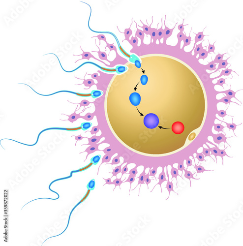 Illustration of an ovum that is fertilized by a sperm