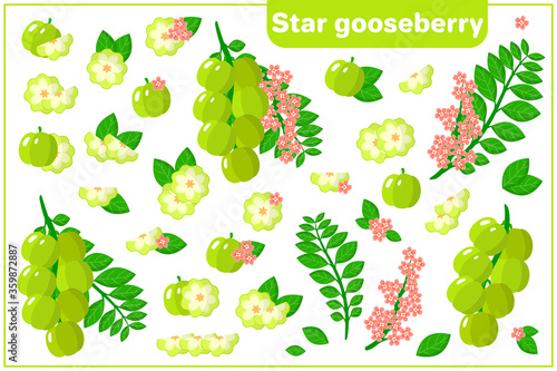 Set of vector cartoon illustrations with Star Gooseberry exotic fruits, flowers and leaves isolated on white background