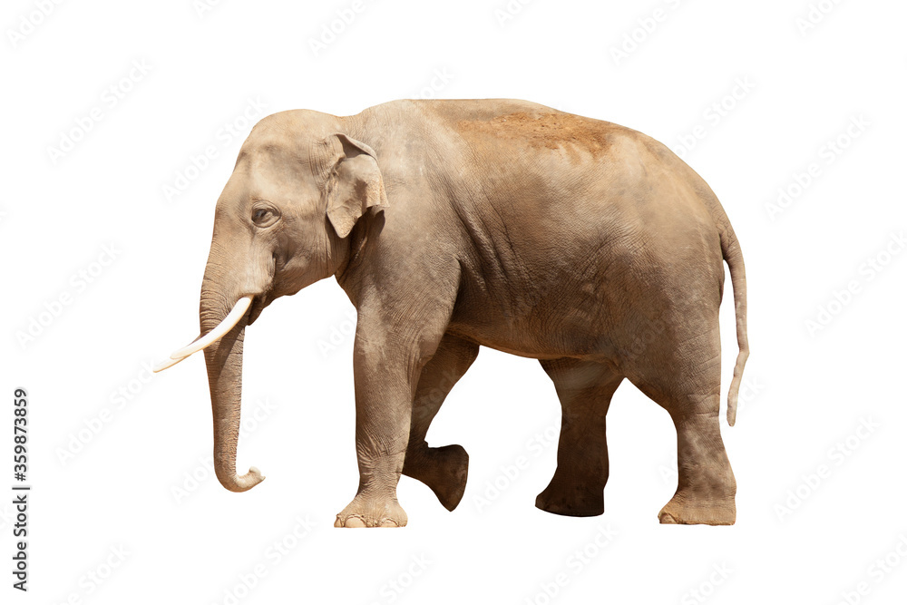 Elephant isolated on white background. Wild nature. Elephant isolated on white background. Wild nature.