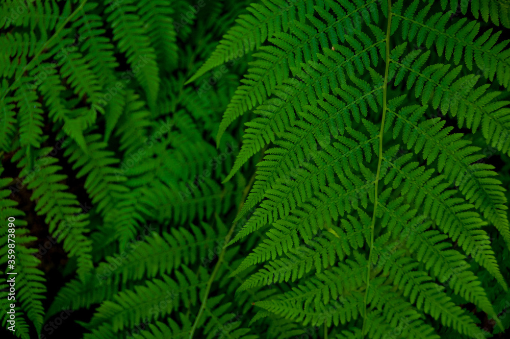 Green fern leaves. Textured natural background. Green plants. Nature. Textured background. Texture. Green background 