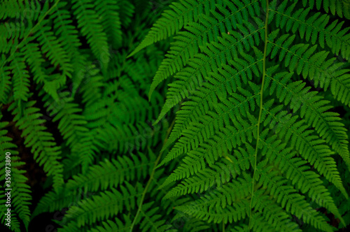 Green fern leaves. Textured natural background. Green plants. Nature. Textured background. Texture. Green background 