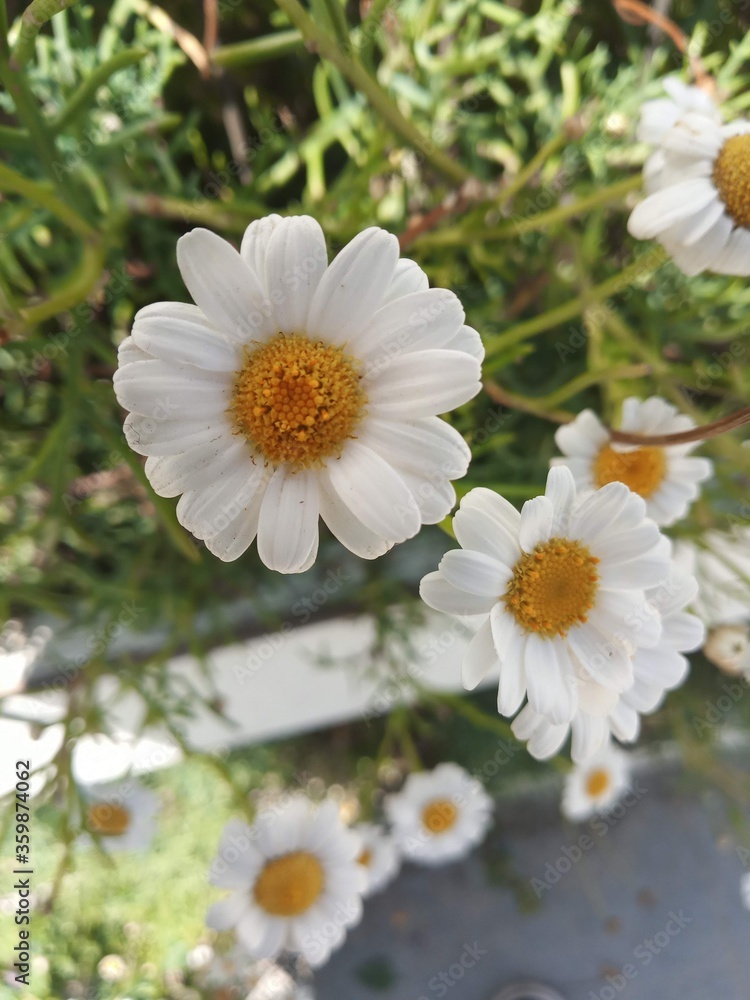 Fototapeta premium daisies in a garden